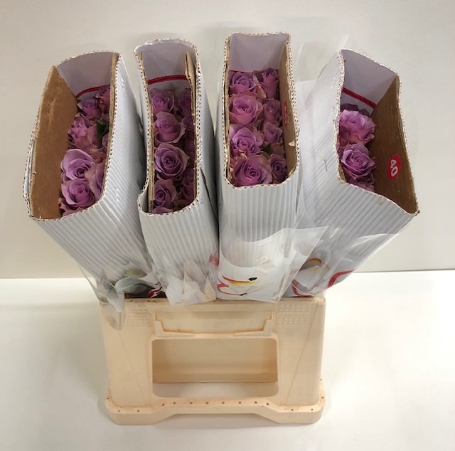 Rosa gr nightgale SB.jpg